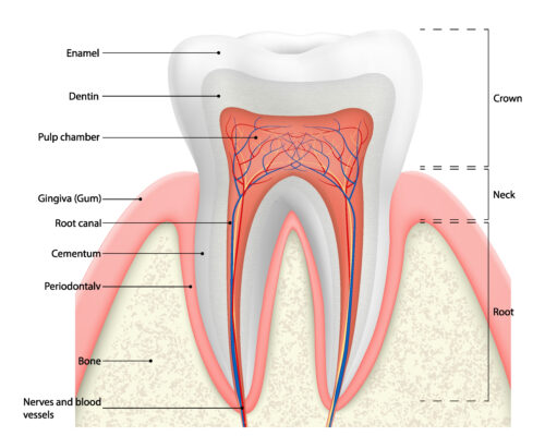 Root Canal Therapy in Idaho Falls, ID | Anatomy of a Tooth